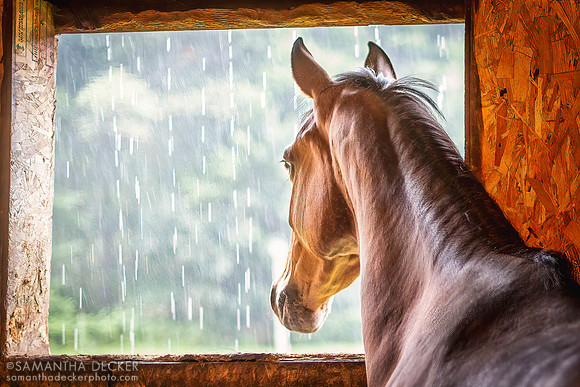 Max, Rolling Oaks Morgans, Gansevoort, NY