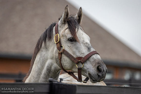 Essential Quality, Jonabell Farm, Lexington, KY