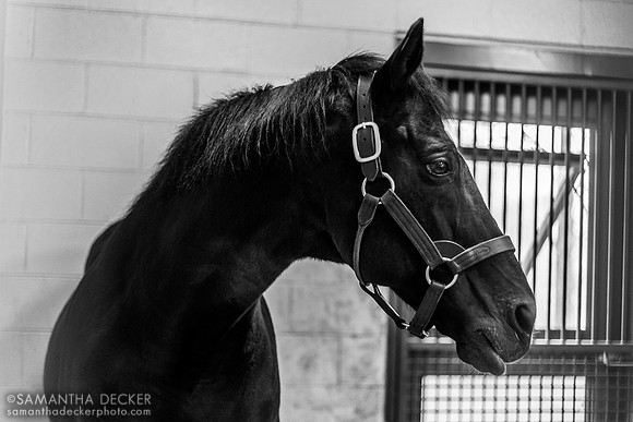 Medaglia d'Oro, Jonabell Farm, Lexington, KY