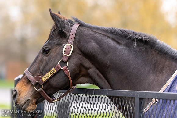 Street Sense, Jonabell Farm, Lexington, KY