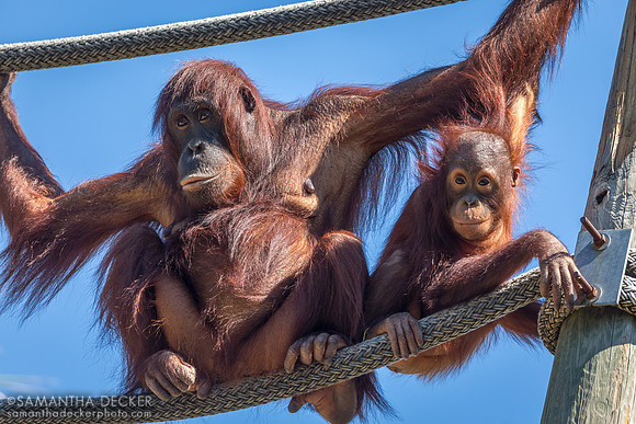 Orangutans at ZooTampa