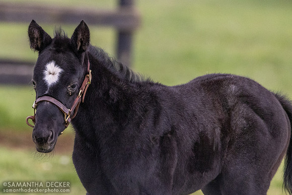 Airdrie Stud, Midway, KY