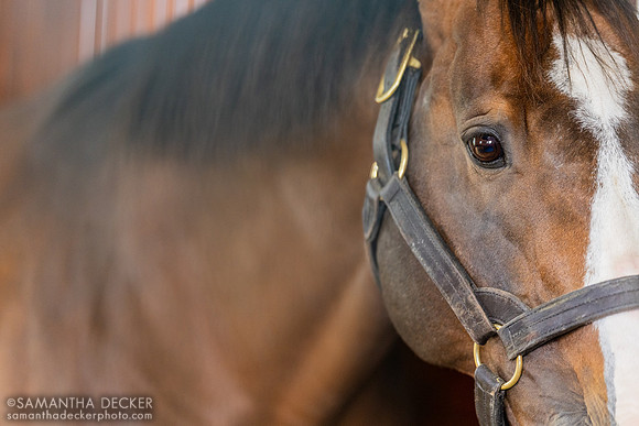 Into Mischief, Spendthrift Farm, Lexington, KY