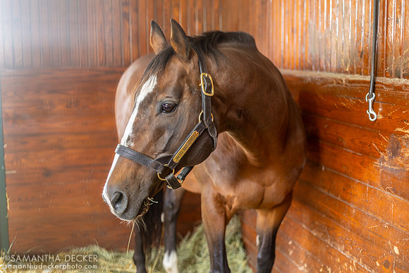 Into Mischief, Spendthrift Farm, Lexington, KY