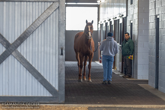Mage, Airdrie Stud, Midway, KY