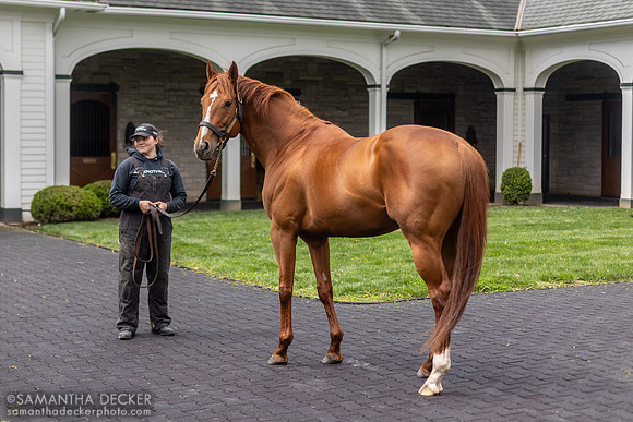 Vino Rosso, Spendthrift Farm, Lexington, KY