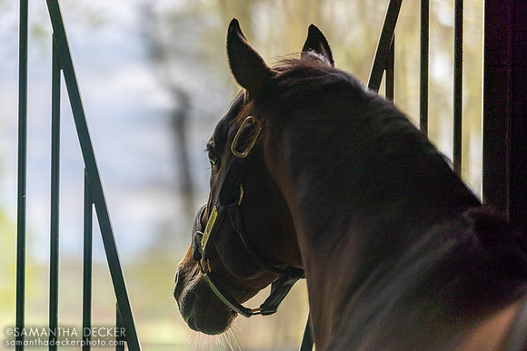 Into Mischief, Spendthrift Farm, Lexington, KY