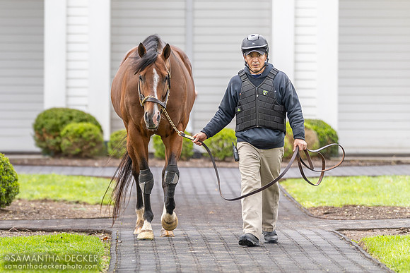Jackie's Warrior, Spendthrift Farm, Lexington, KY