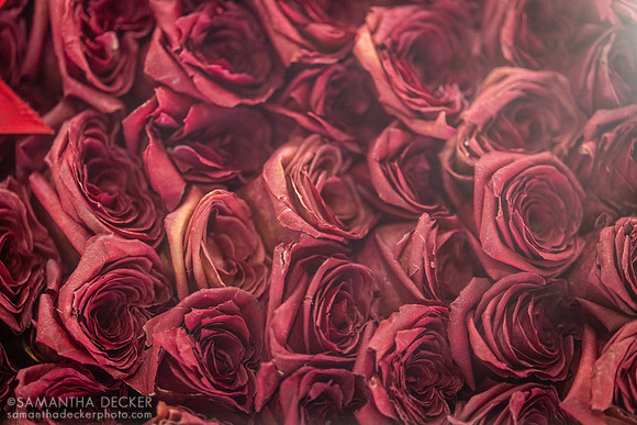 Roses from Authentic's Kentucky Derby blanket, Spendthrift Farm, Lexington, KY