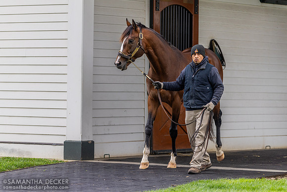 Authentic, Spendthrift Farm, Lexington, KY