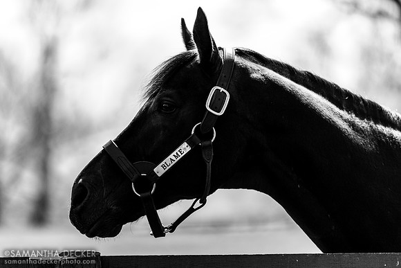 Blame, Claiborne Farm, Paris, KY