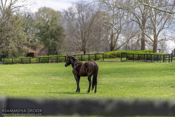 War Front, Claiborne Farm, Paris, KY