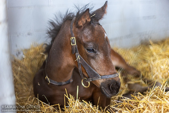 2024 Epicenter colt out of Midnight Disguise, Denali Stud, Paris, KY