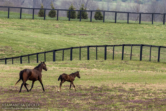Claiborne Farm, Paris, KY