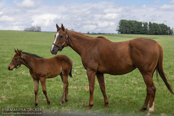 Regal Glory and her Into Mischief filly, Claiborne Farm, Paris, KY