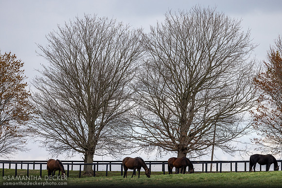 Claiborne Farm, Paris, KY
