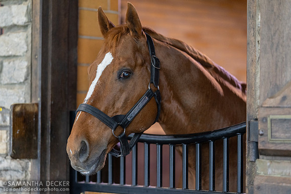 Curlin, Hill 'n' Dale Farms, Paris, KY