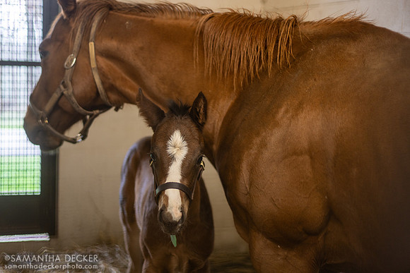 2024 Windy Forecast and her Girvin colt