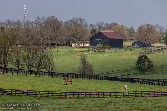 Denali Stud, Paris, KY