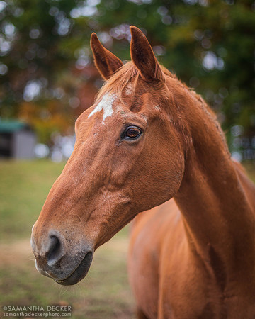 Sonny, Nipper Knolls Equine Center, Granville, NY