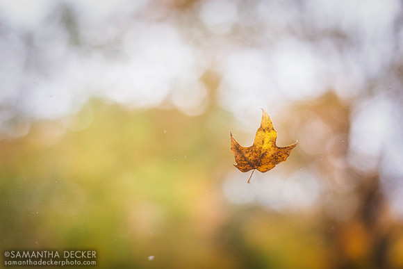 A Fall Leaf in Granville, NY