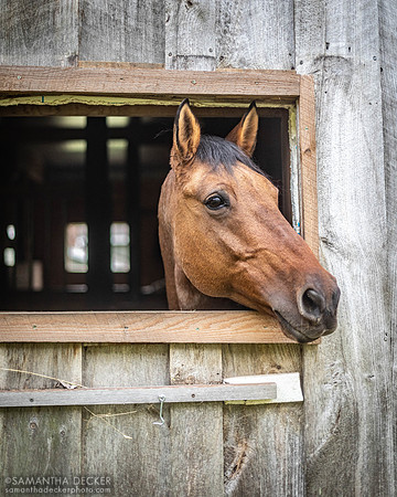 Quincy, Nipper Knolls Equine Center, Granville, NY