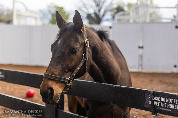 Mine That Bird at the Kentucky Derby Museum, 2024