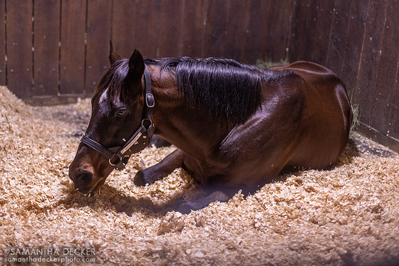 Ghostzapper, Hill 'n' Dale Farms, Paris, KY