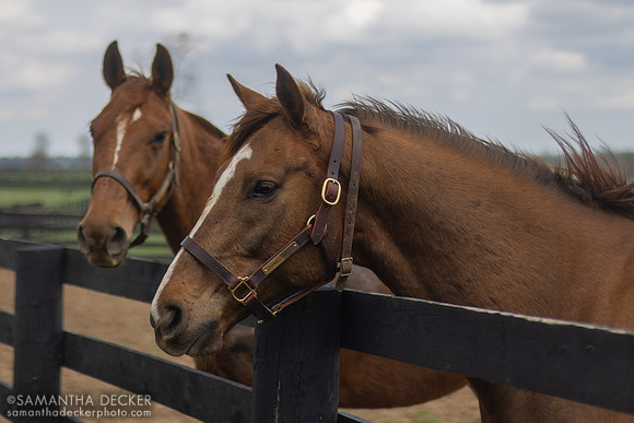 Channel Maker and Red Knight, Old Friends, Georgetown, KY