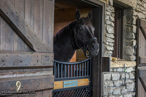 Midnight Lute, Hill 'n' Dale Farms, Paris, KY