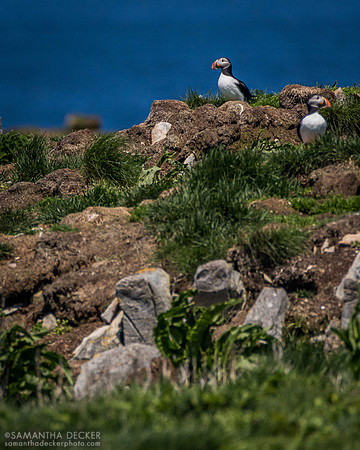 Puffins, Ellison, Newfoundland