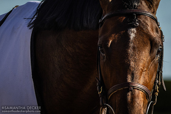 Sierra Leone wins the Grade I Blue Grass Stakes at Keeneland