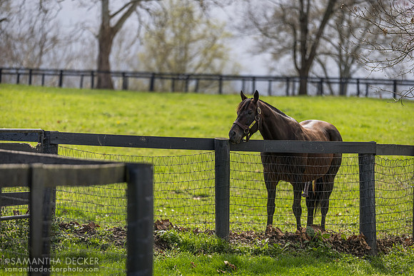Blame, Claiborne Farm, Paris, KY