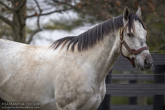 Essential Quality, Jonabell Farm, Lexington, KY