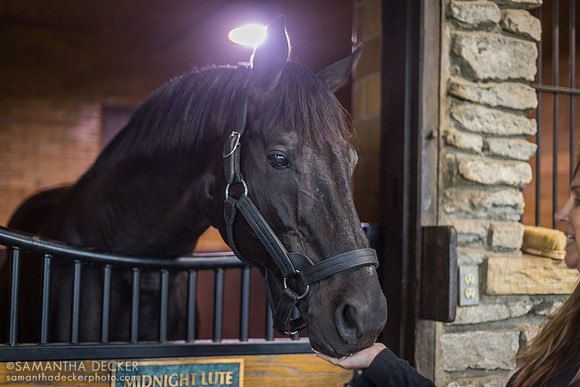 Midnight Lute, Hill 'n' Dale Farms, Paris, KY