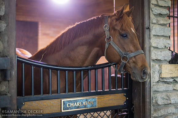 Charlatan, Hill 'n' Dale Farms, Paris, KY
