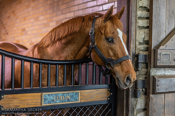 Curlin, Hill 'n' Dale Farms, Paris, KY