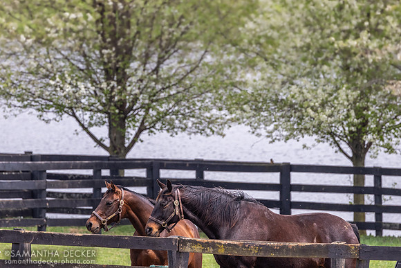 Birdstone and Photon, Old Friends, Georgetown, KY