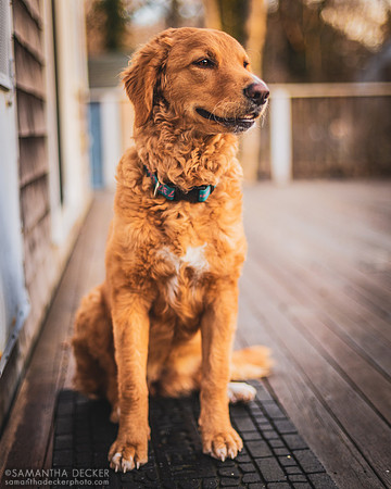 Ginger