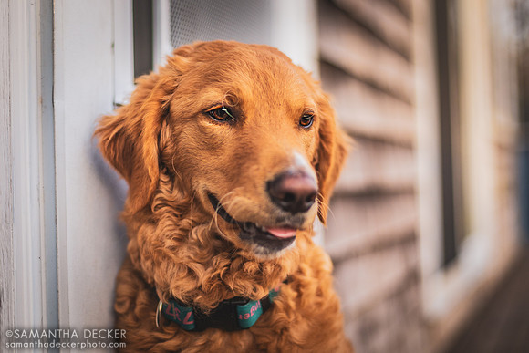 Ginger
