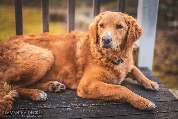 Ginger