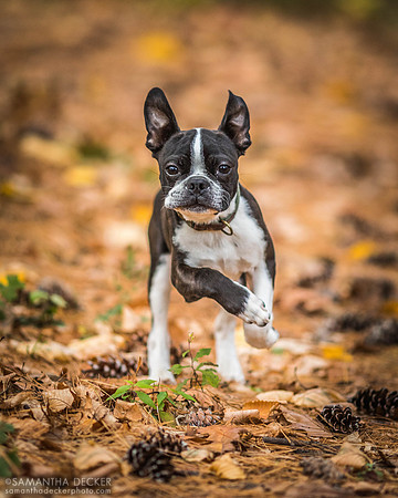 Mijo the Boston Terrier