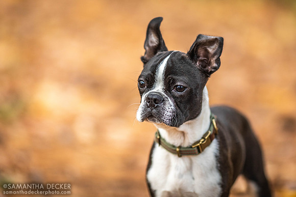 Mijo the Boston Terrier