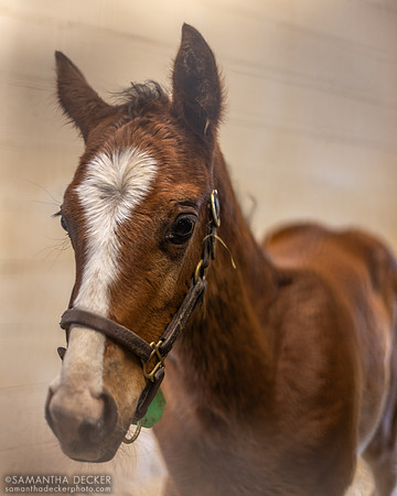 2024 Maclean's Music colt out of Power Lunch