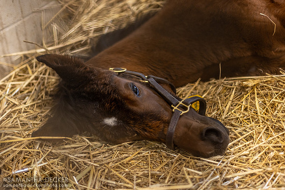 2024 Charlatan filly out of Succeeding, Hill 'n' Dale Farms, Paris, KY