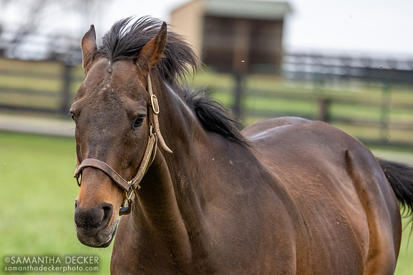Game on Dude, Old Friends, Georgetown, KY