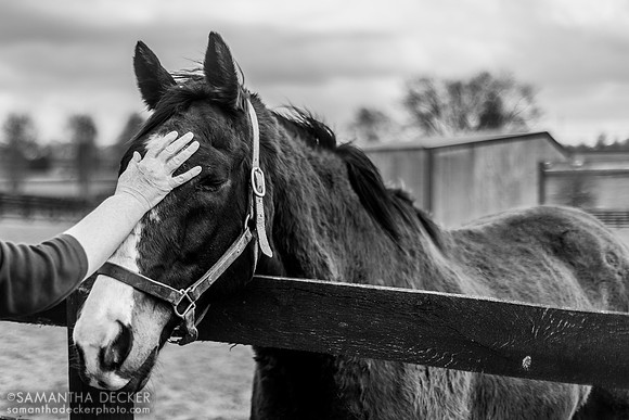 Pets for Lava Man, Old Friends, Georgetown, KY