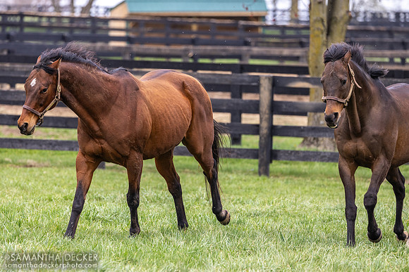 Little Mike and Game on Dude, Old Friends, Georgetown, KY