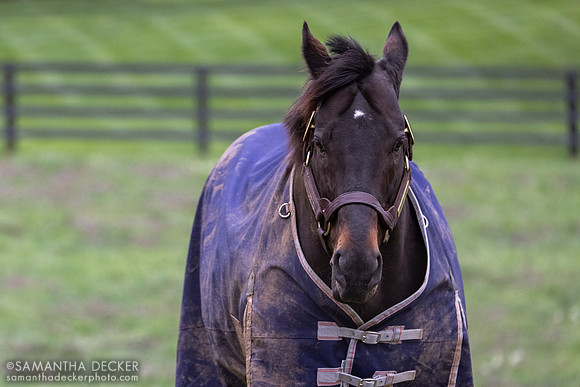 Street Sense, Jonabell Farm, Lexington, KY