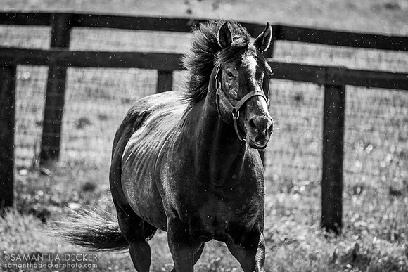 War Front, Claiborne Farm, Paris, KY
